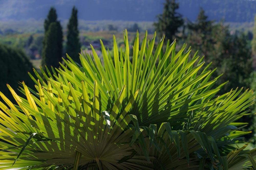 Chateau Du Raysse Villa Cazoules Dış mekan fotoğraf